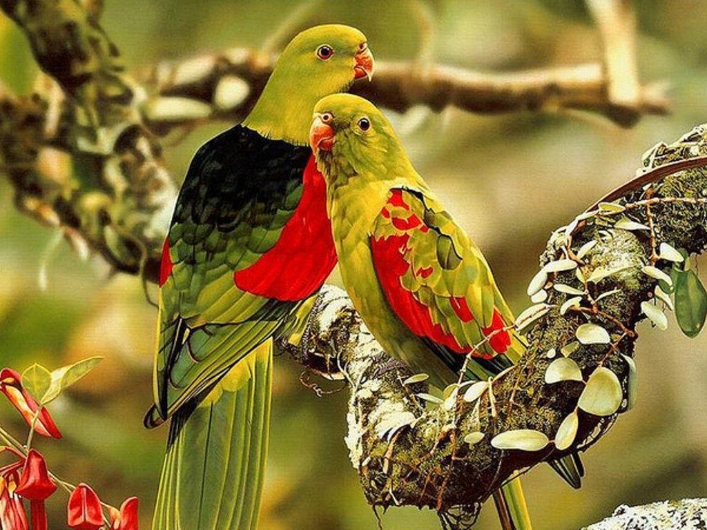 Fondo de pantalla loros con color extraño
