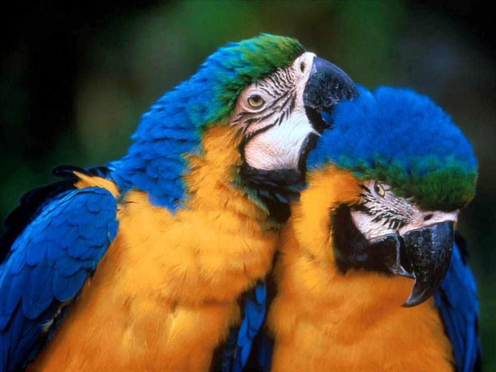 Fondo de pantalla loros dansose cariño