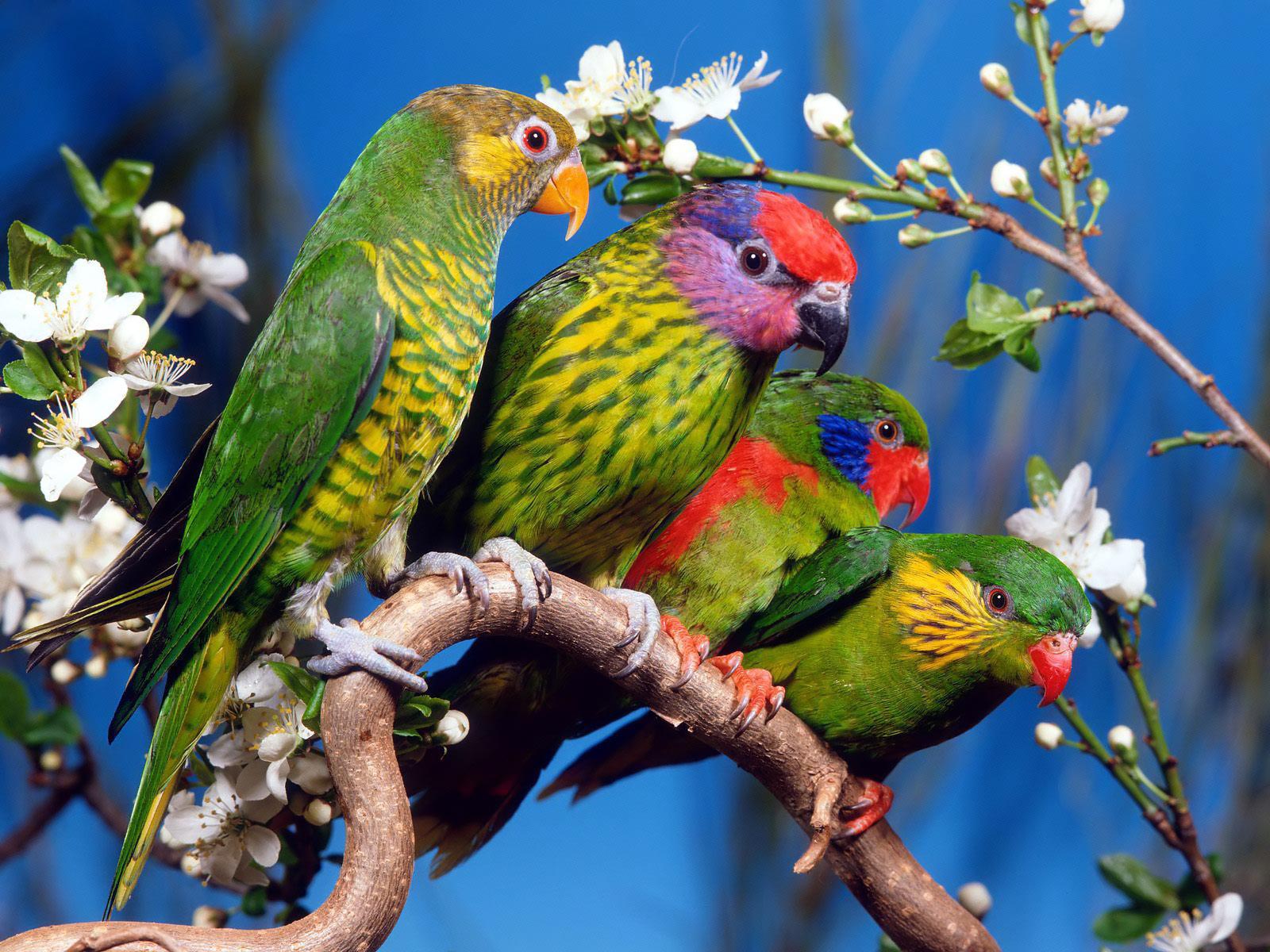 Fondo de pantalla loros en rama