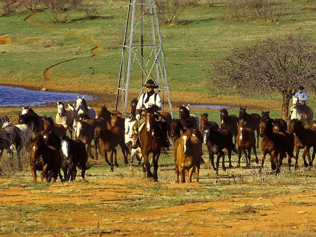 Fondo de pantalla manada de caballos