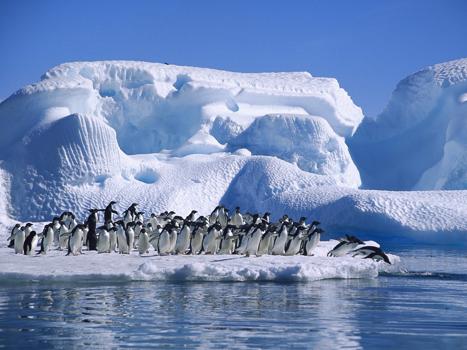 Fondo de pantalla manada de pinguino