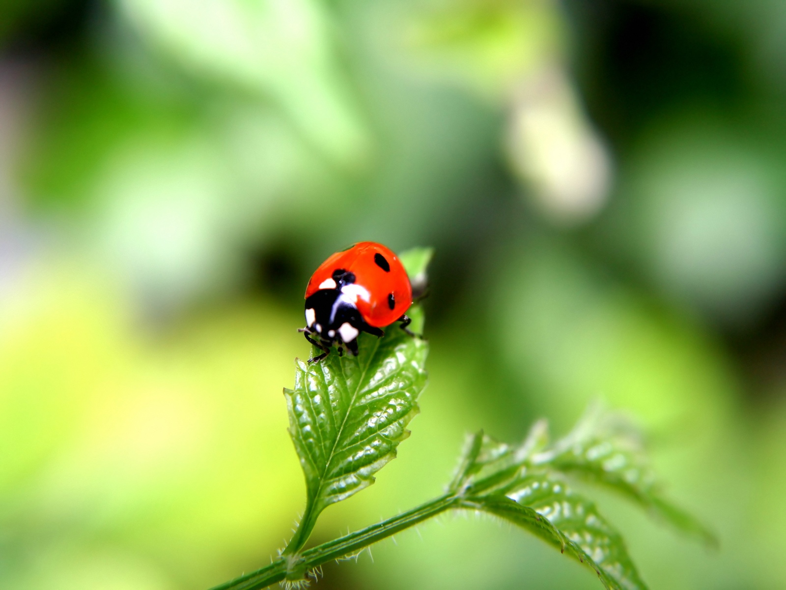 Fondo de pantalla mariquita en una hoja