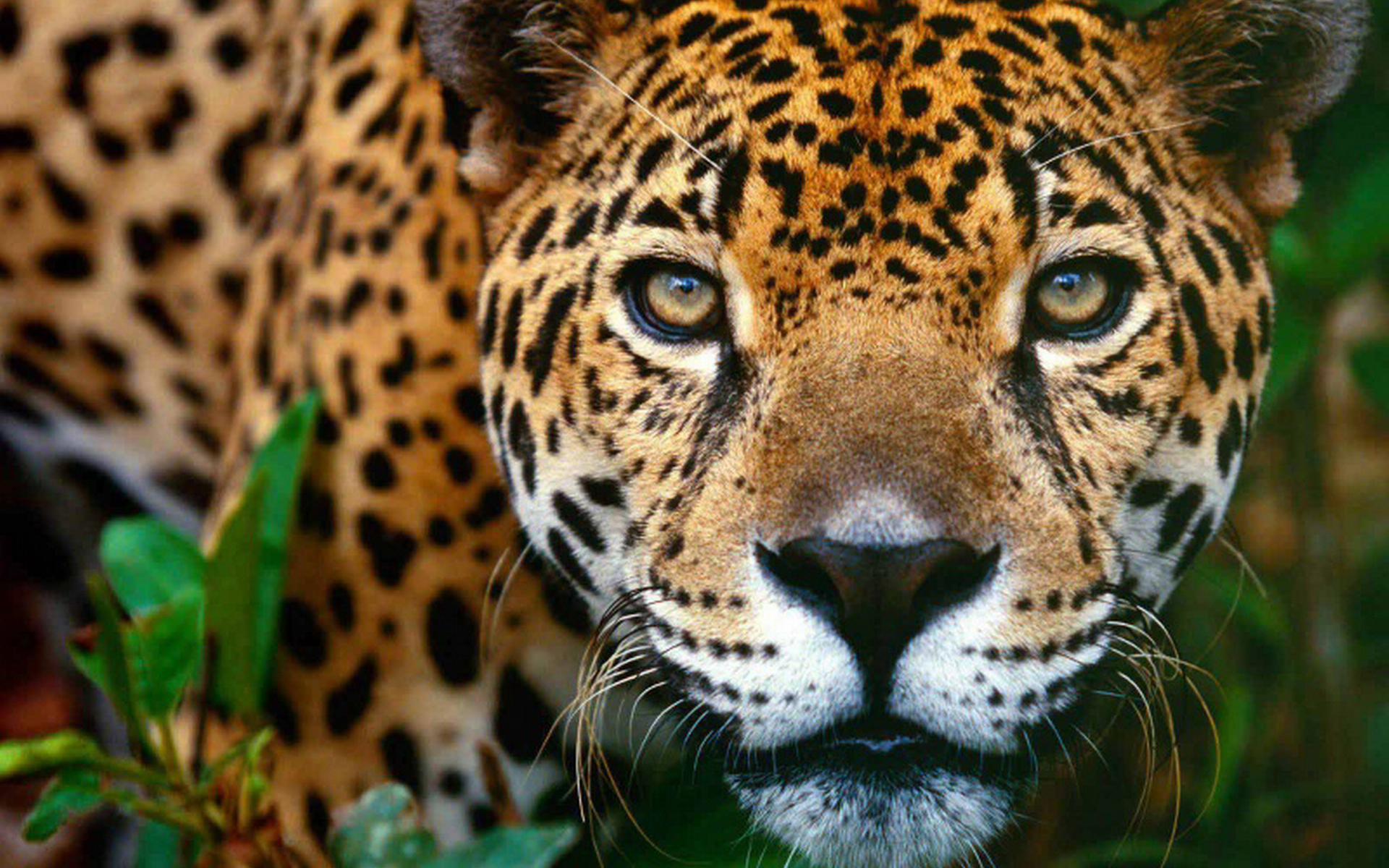 Jaguar majestuoso en alta calidad, fondo de pantalla 4K