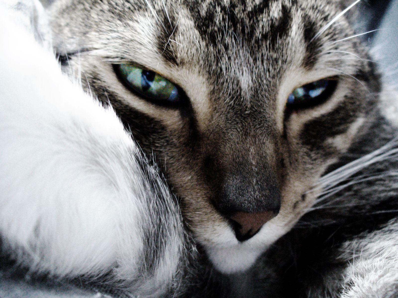 Gato en primer plano: Fondo de Pantalla 4K HD