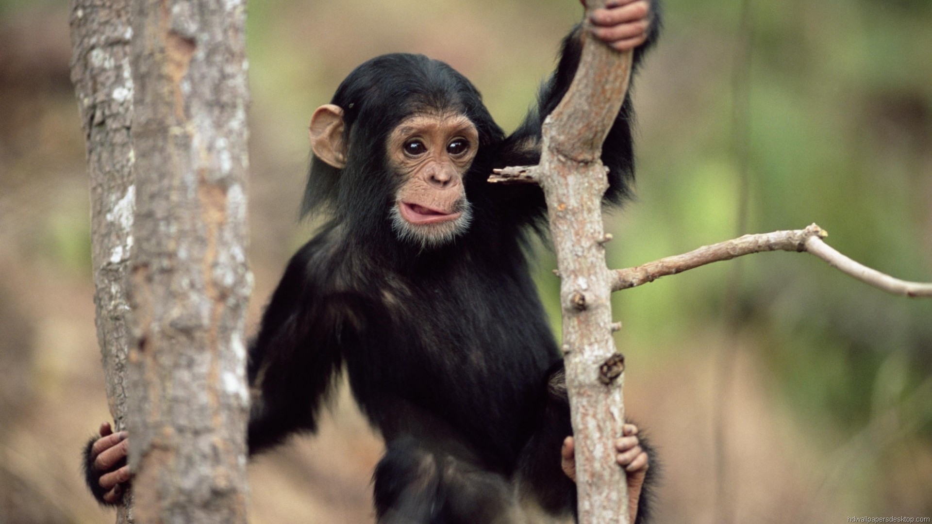 Fondo de pantalla monito jugando