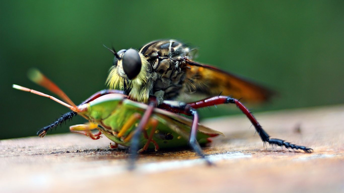 Fondo de pantalla mosquito grande
