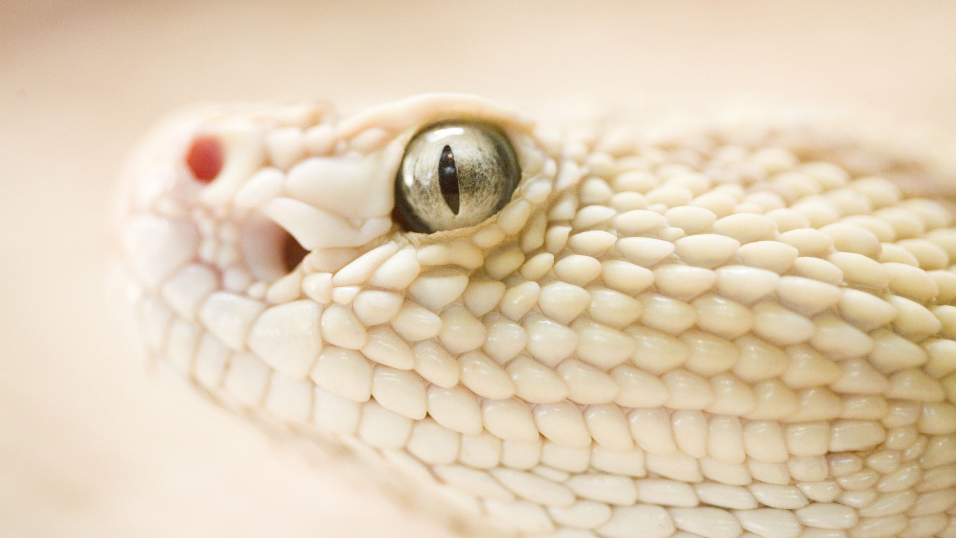 Fondo de pantalla ojo de serpiente blanca