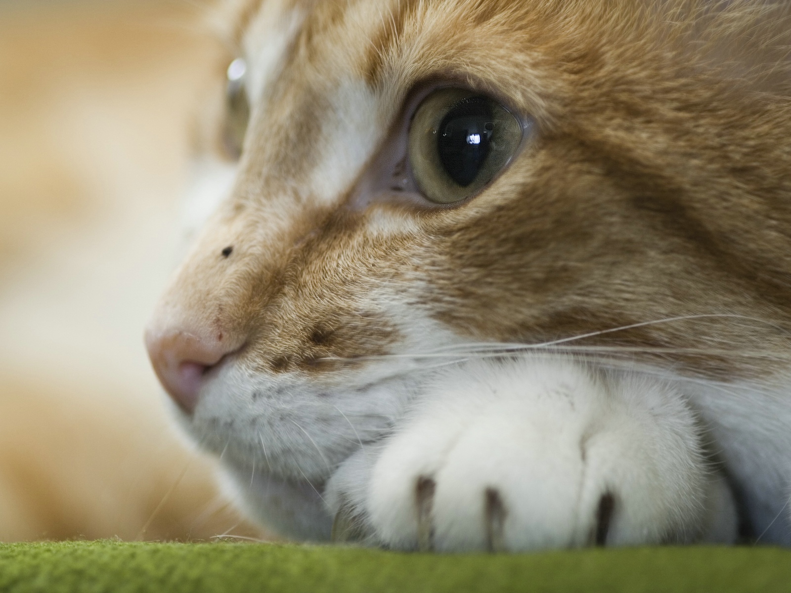 Fondo de pantalla ojos de gato