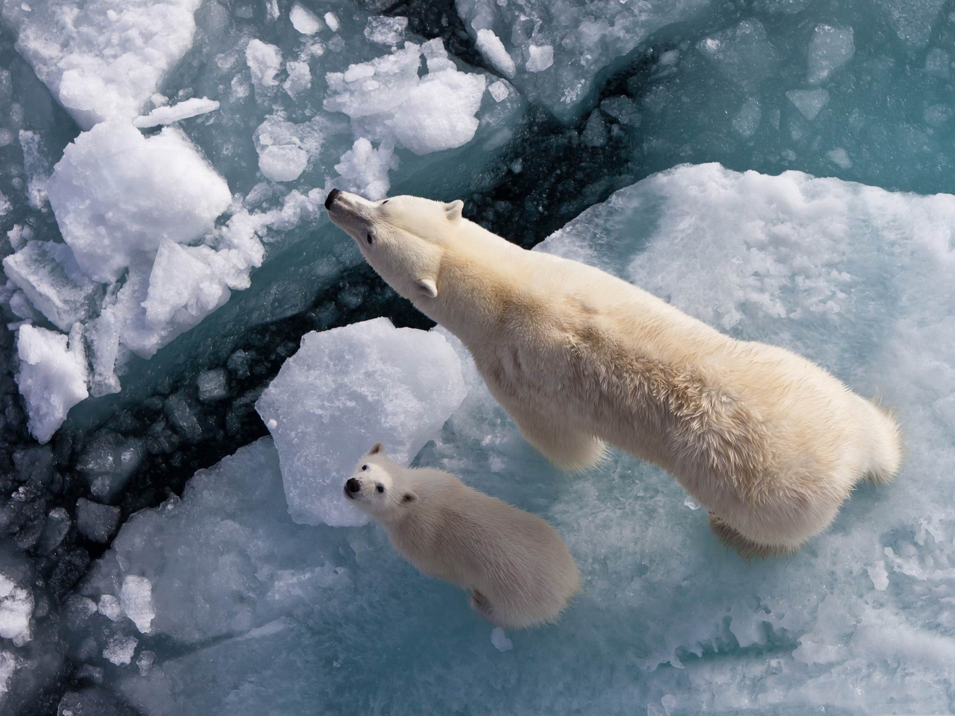 Fondo de pantalla osa polar con su hijo