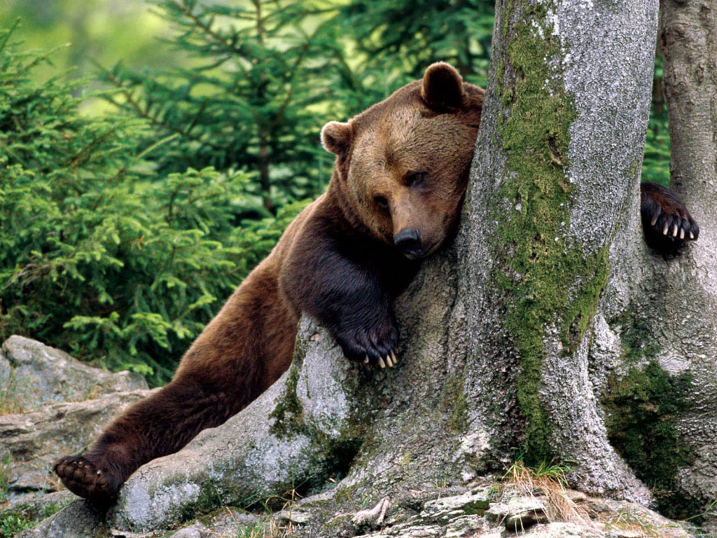 Fondo de pantalla oso cansado