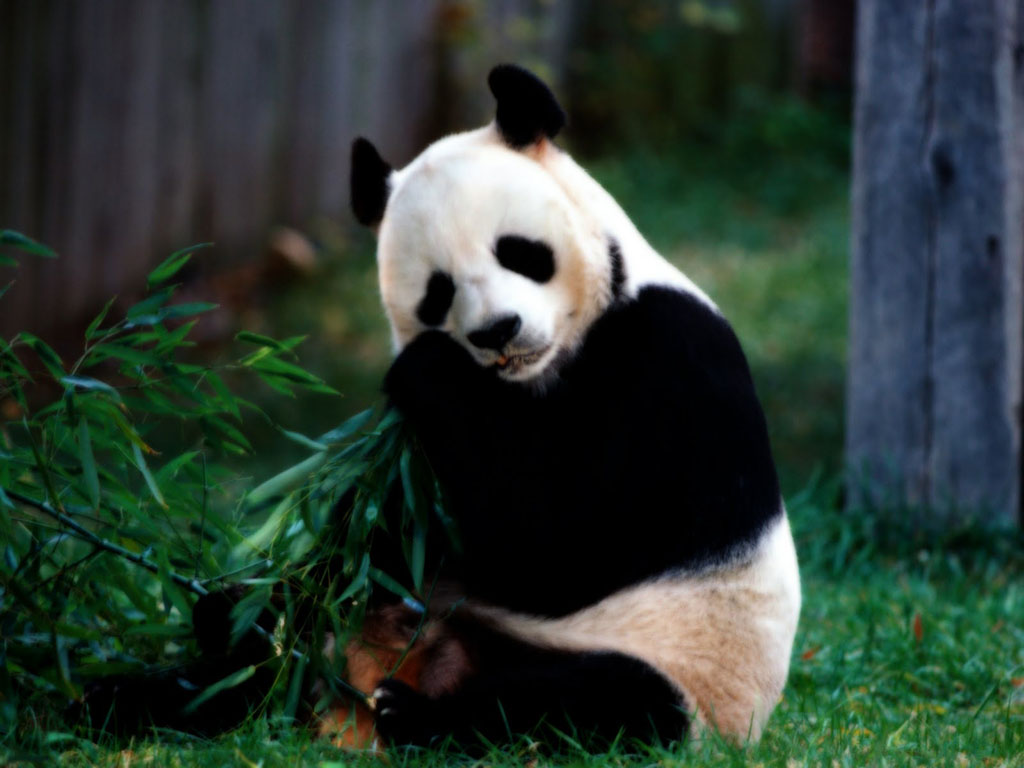 Fondo de pantalla oso panda comiendo