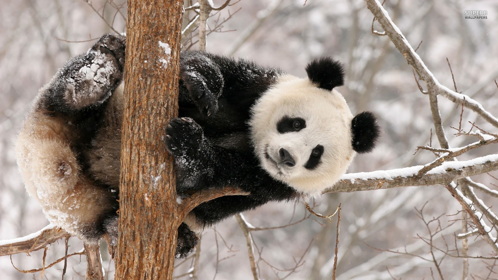 Fondo de pantalla oso panda jugando