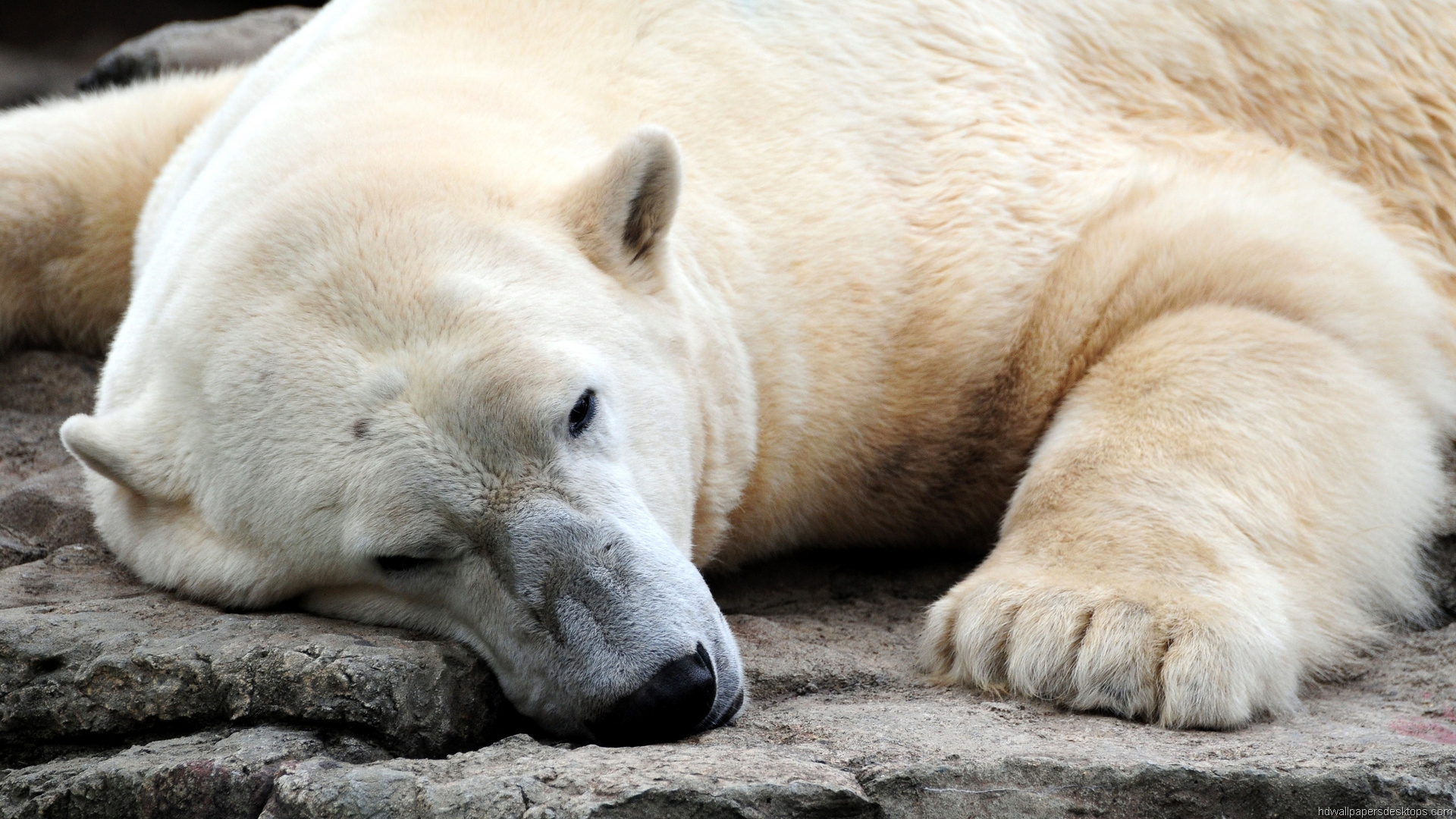 Fondo de pantalla oso polar acostado