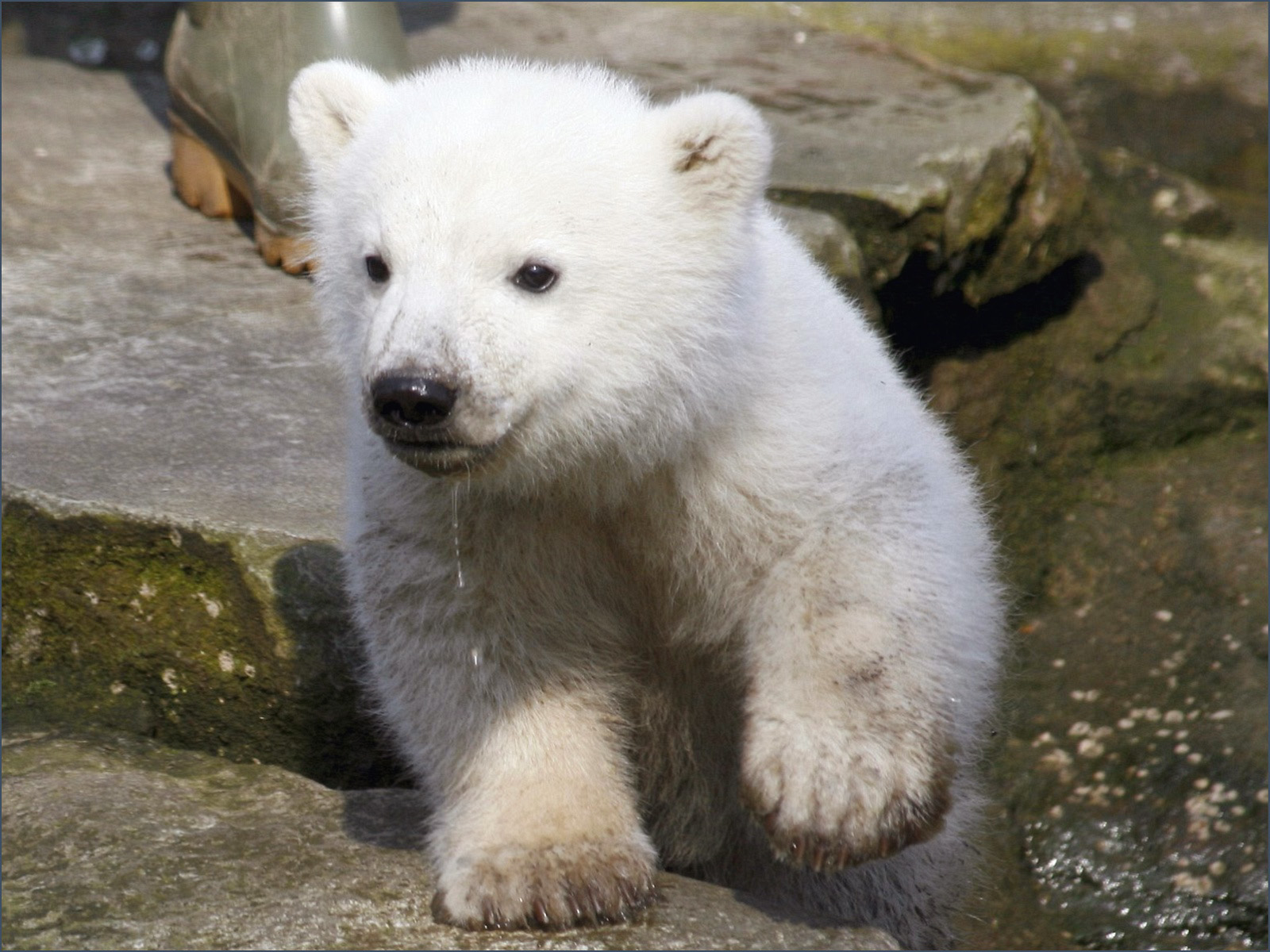 Fondo de pantalla oso polar bebe corriendo