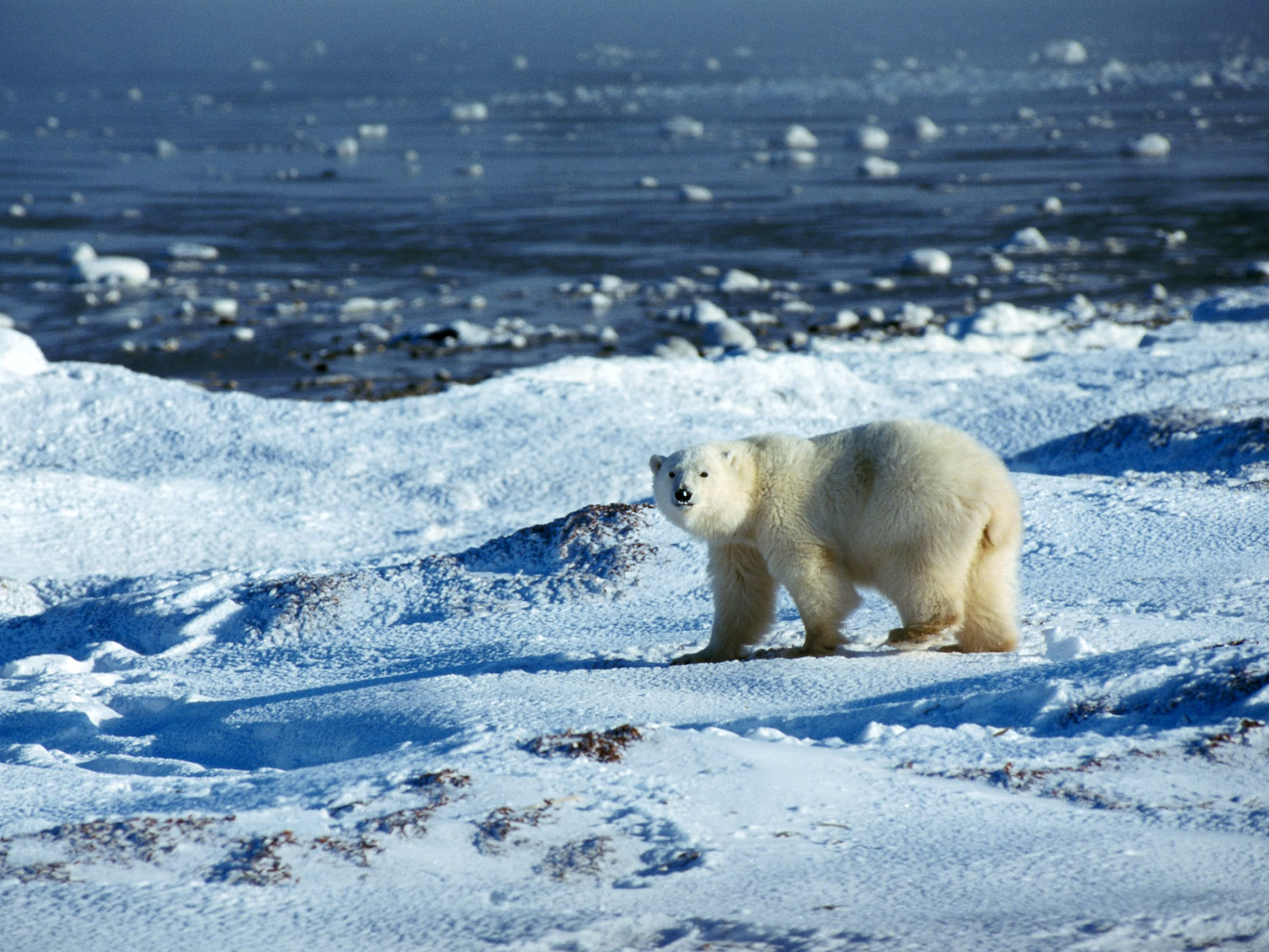 Fondo de pantalla oso polar caminando