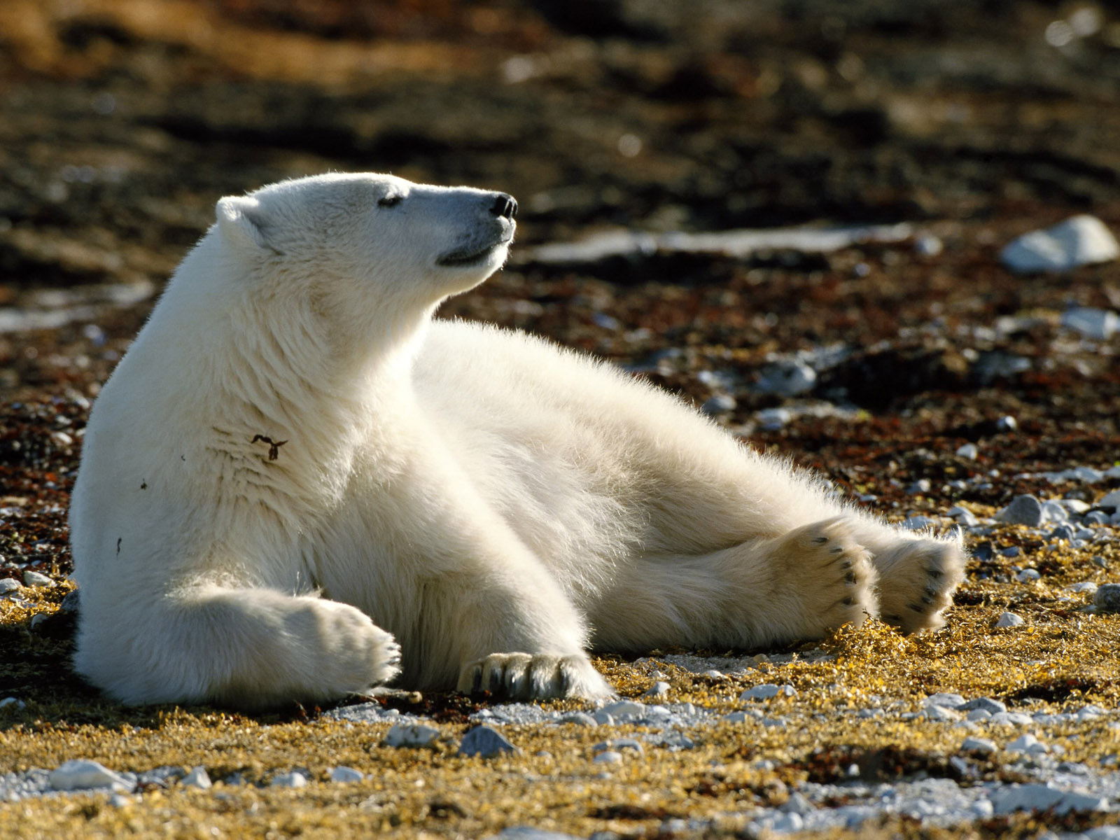 Fondo de pantalla oso polar observando el horizonte