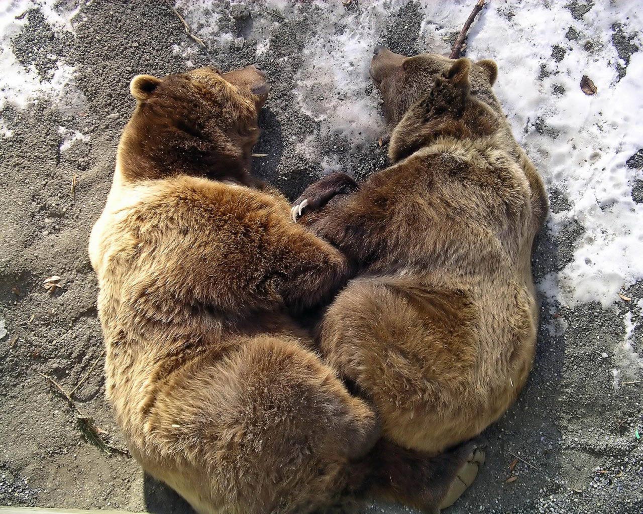 Fondo de pantalla osos grizzlys ocostados