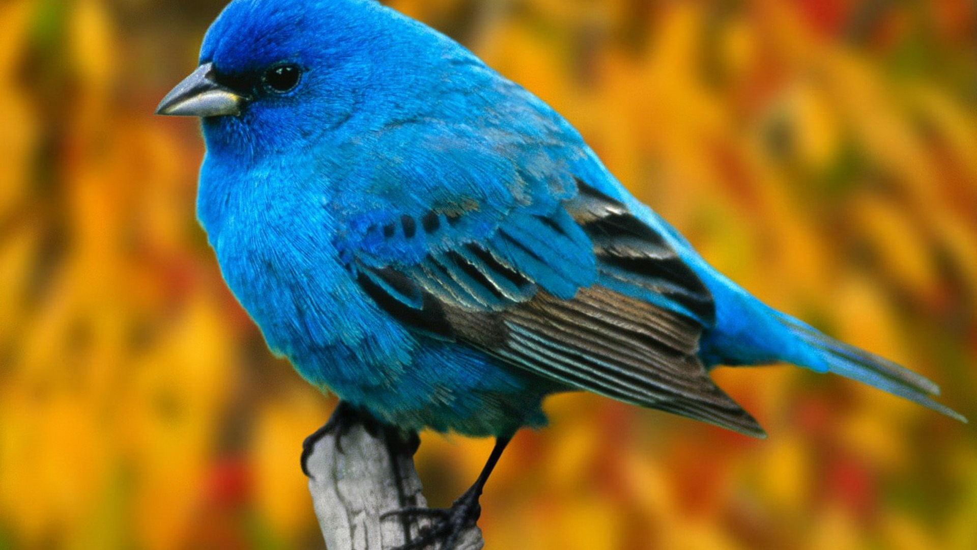 Fondo de pantalla pajarito azul posando