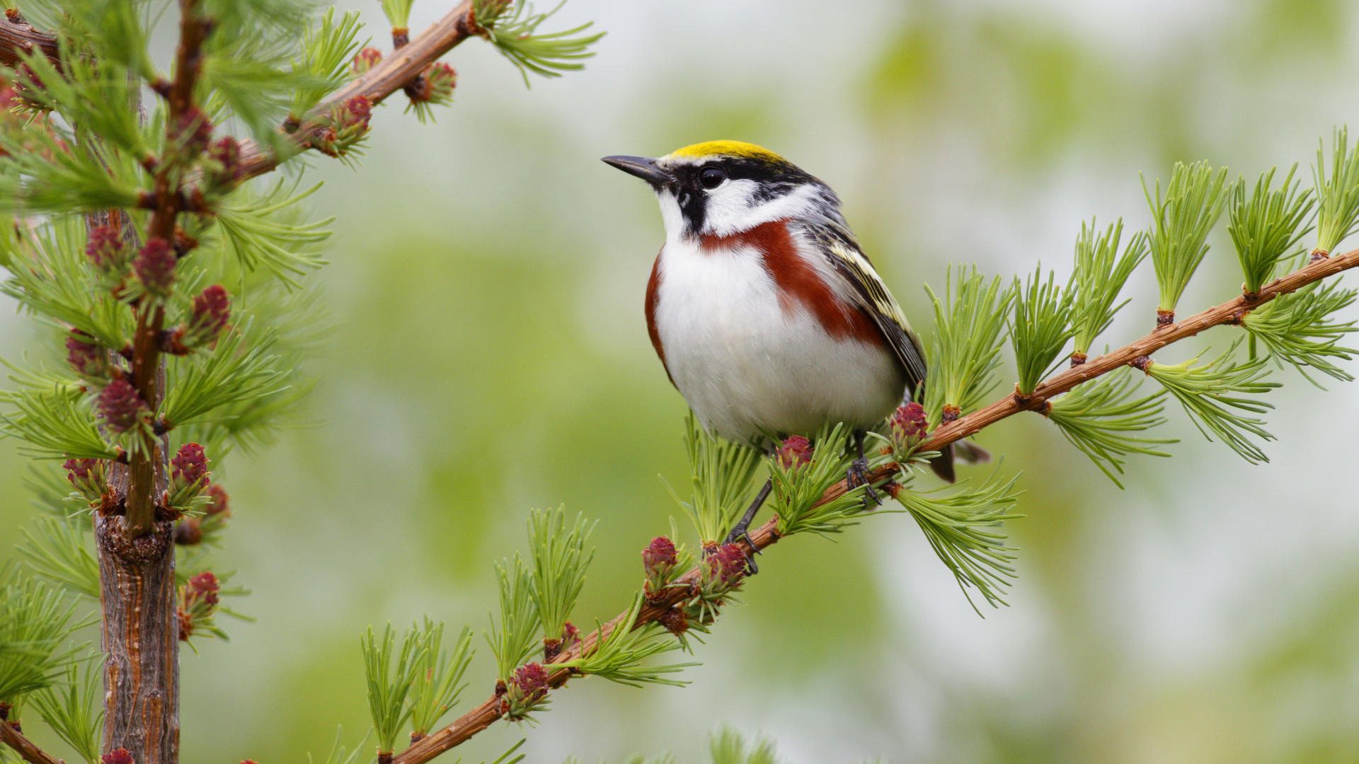 Fondo de pantalla pajaro cantando
