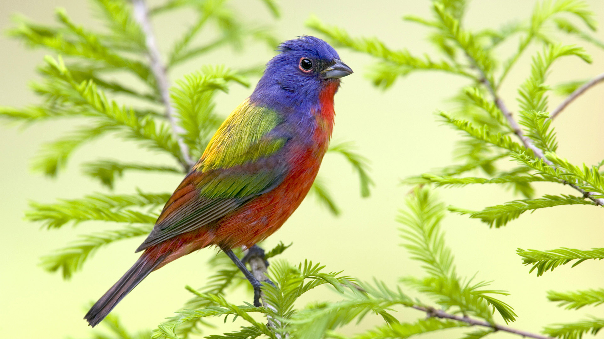 Fondo de pantalla pajaro de colores