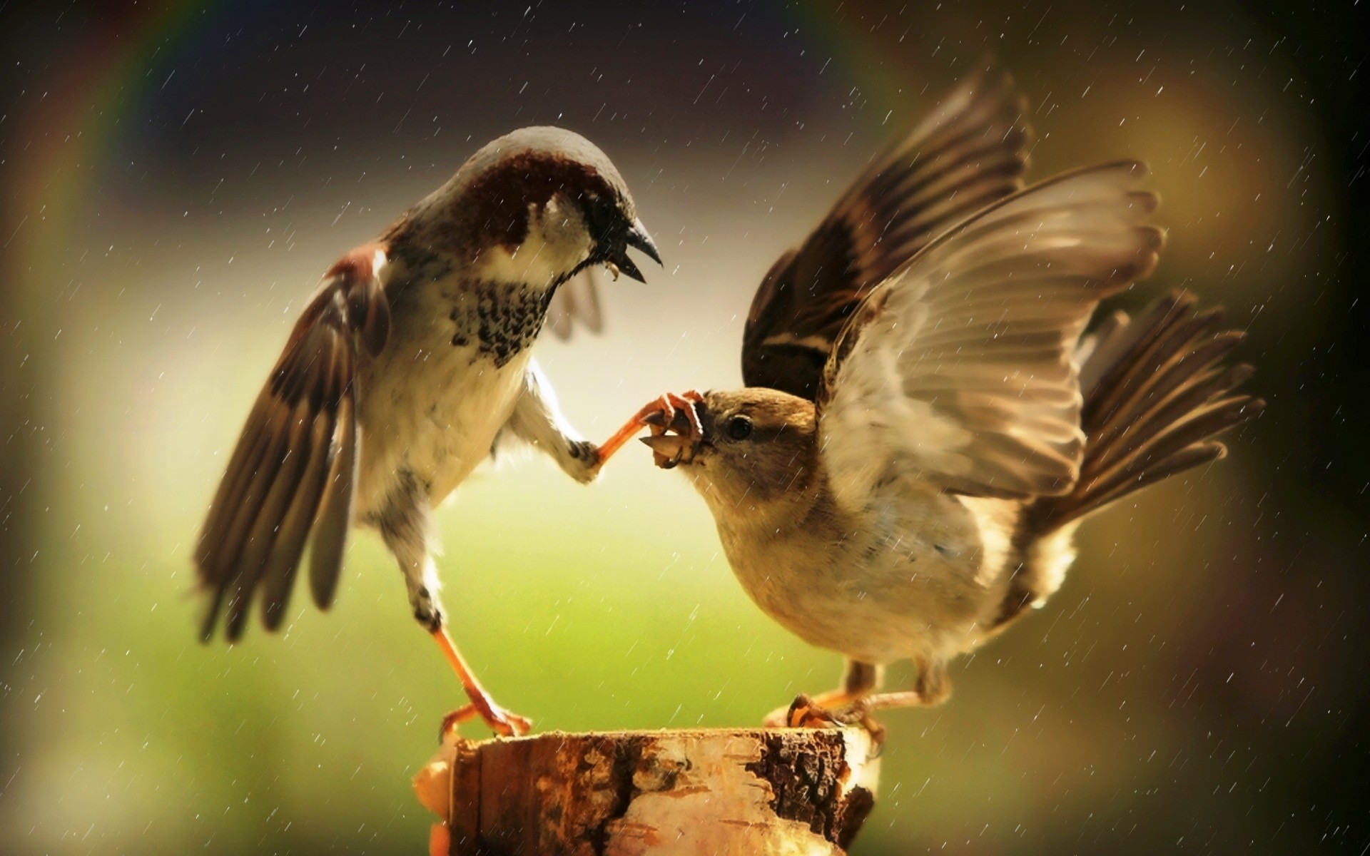 Fondo de pantalla pajaros jugando