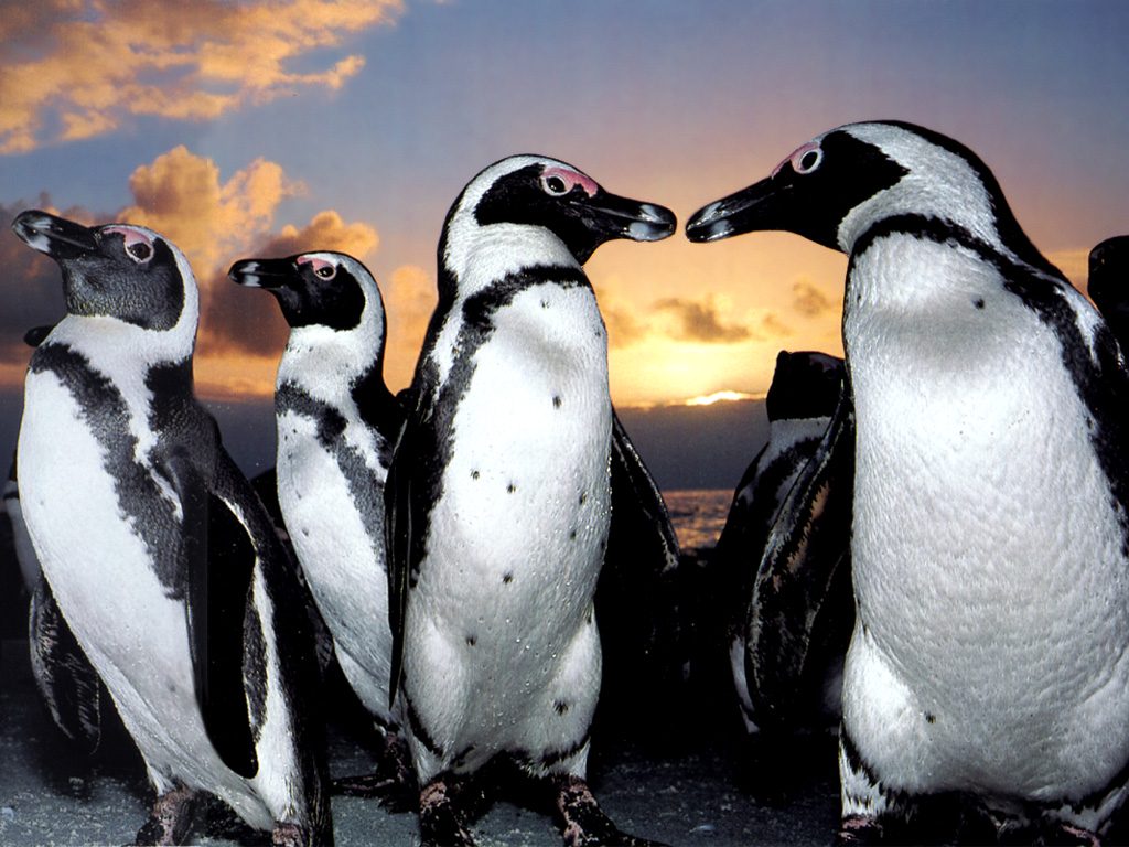 Fondo de pantalla pareja de pinguinos