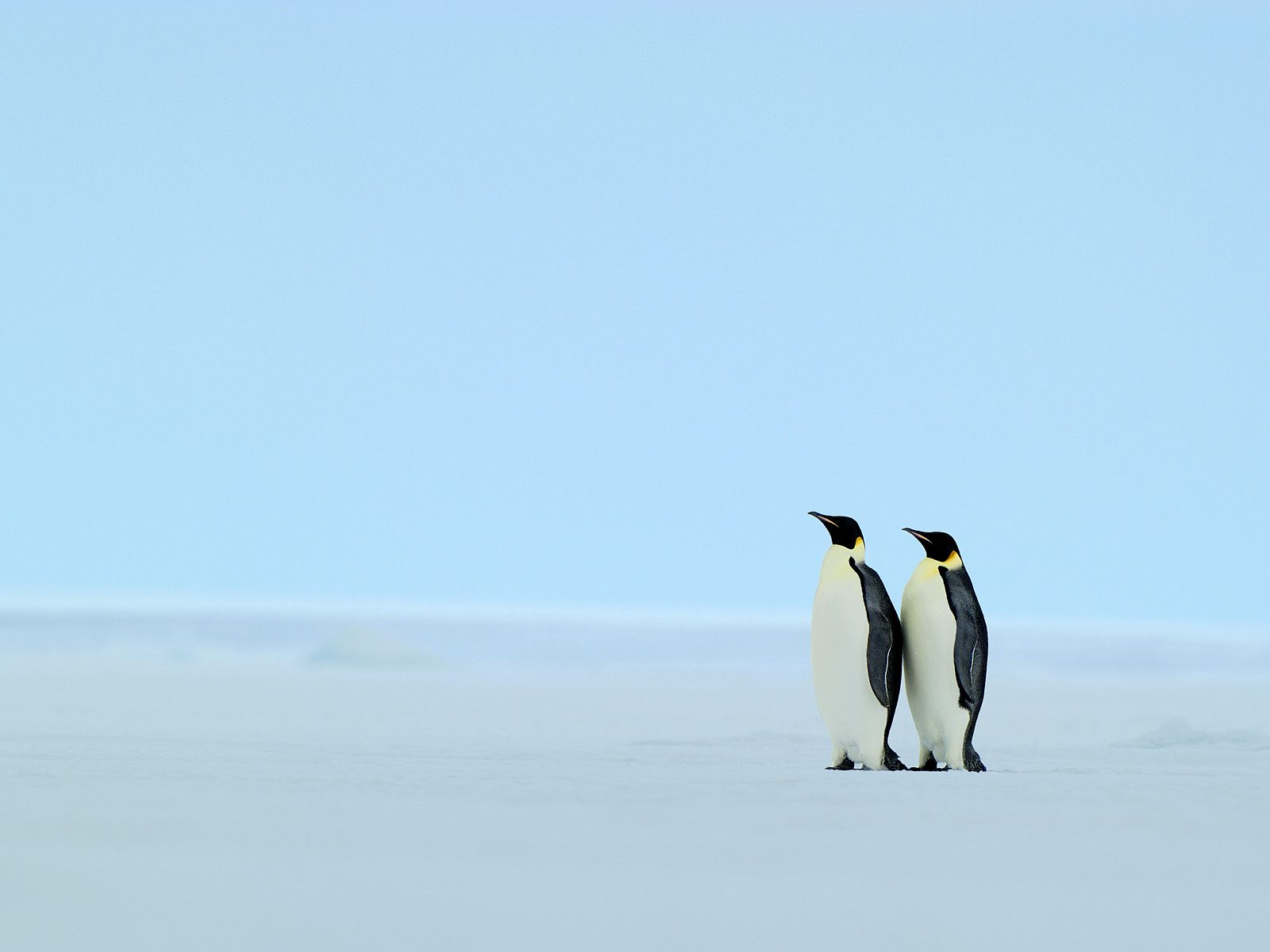 Fondo de pantalla pareja de pinguinos en la orilla