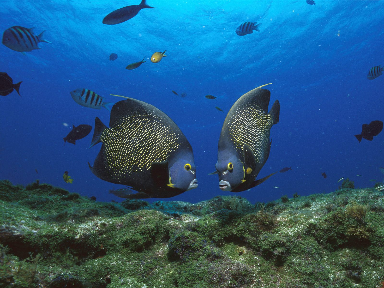 Fondo de pantalla peces enamorados
