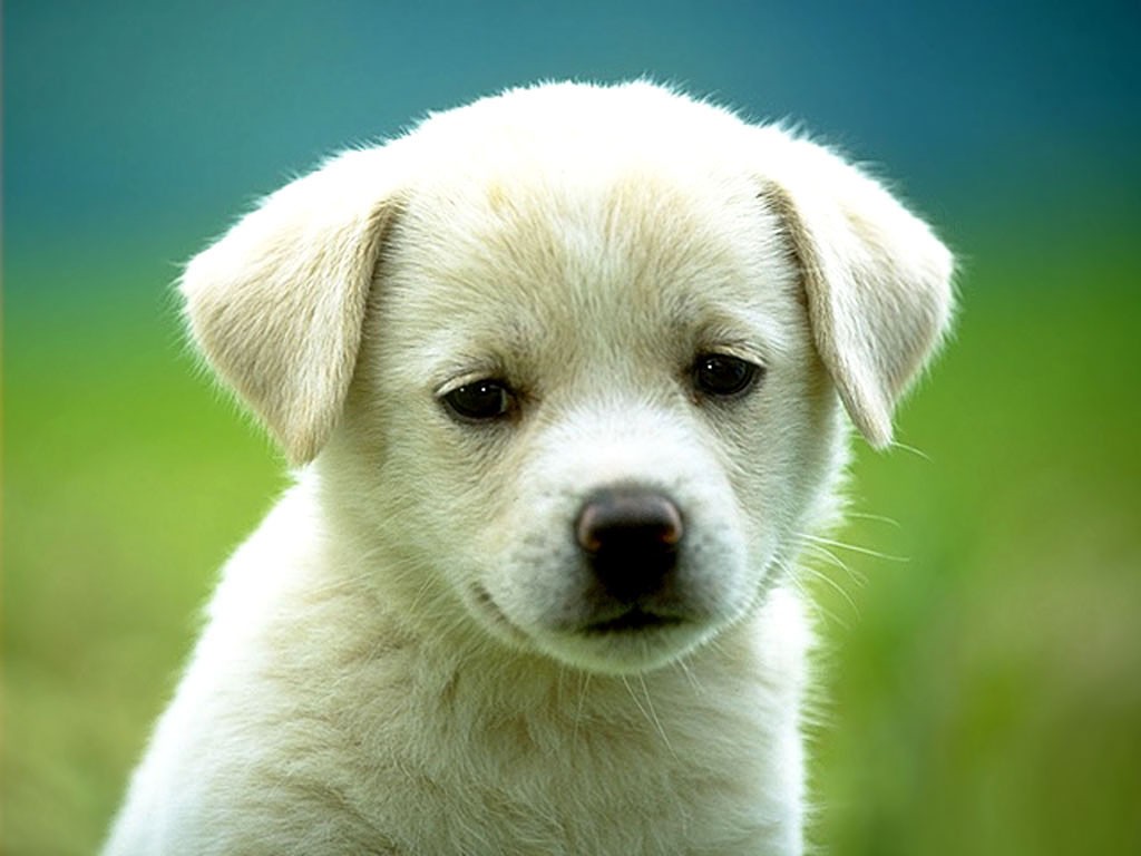 Fondo de pantalla perrito blanco