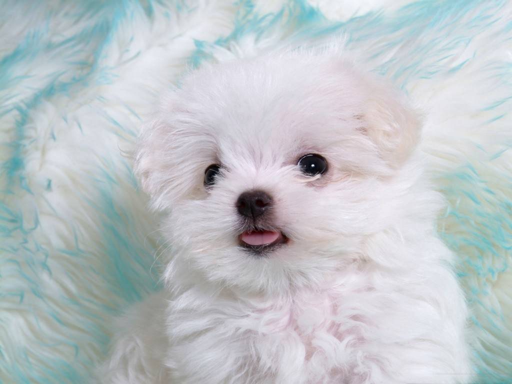 Fondo de pantalla perrito muy tierno