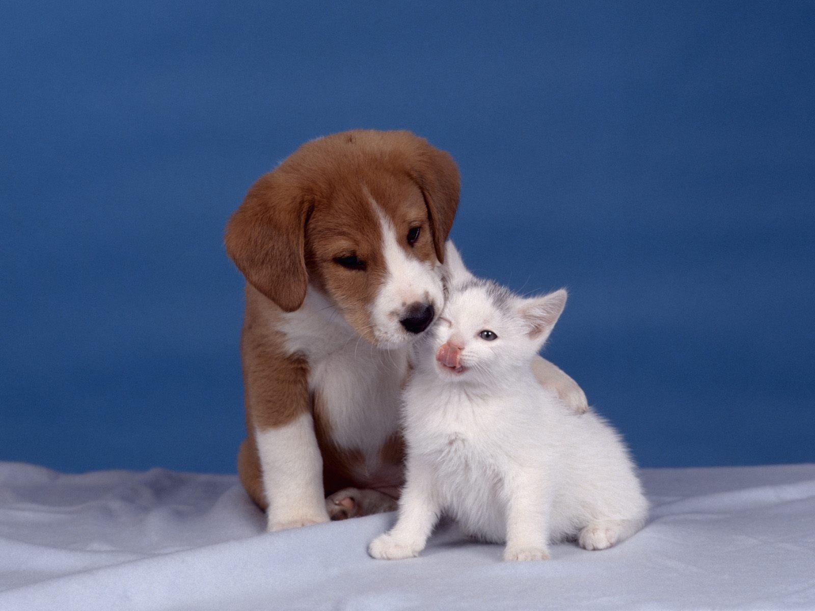 Fondo de pantalla perro abrazado a un gato