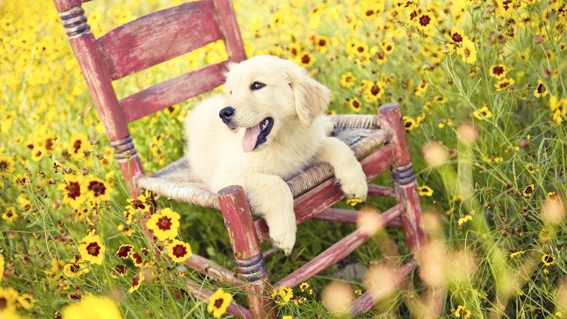 Fondo de pantalla perro acostado en una silla