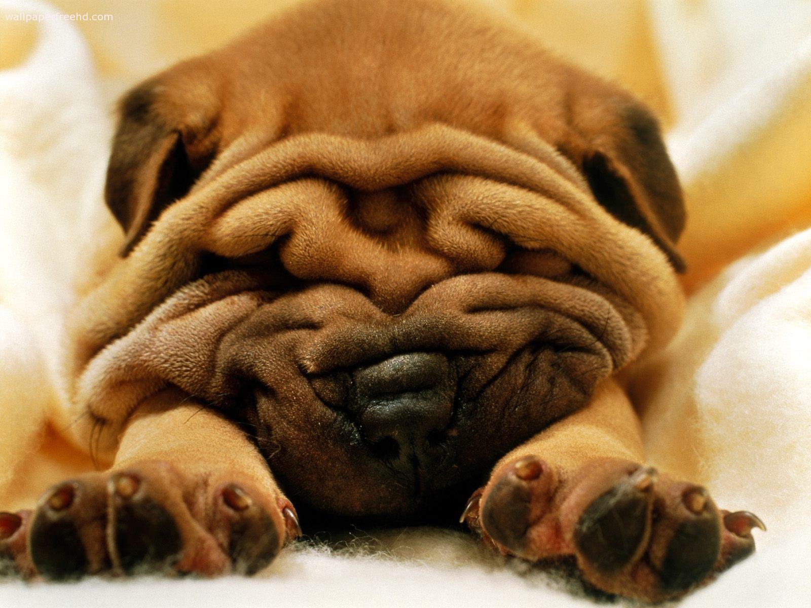 Fondo de pantalla perro arrugado