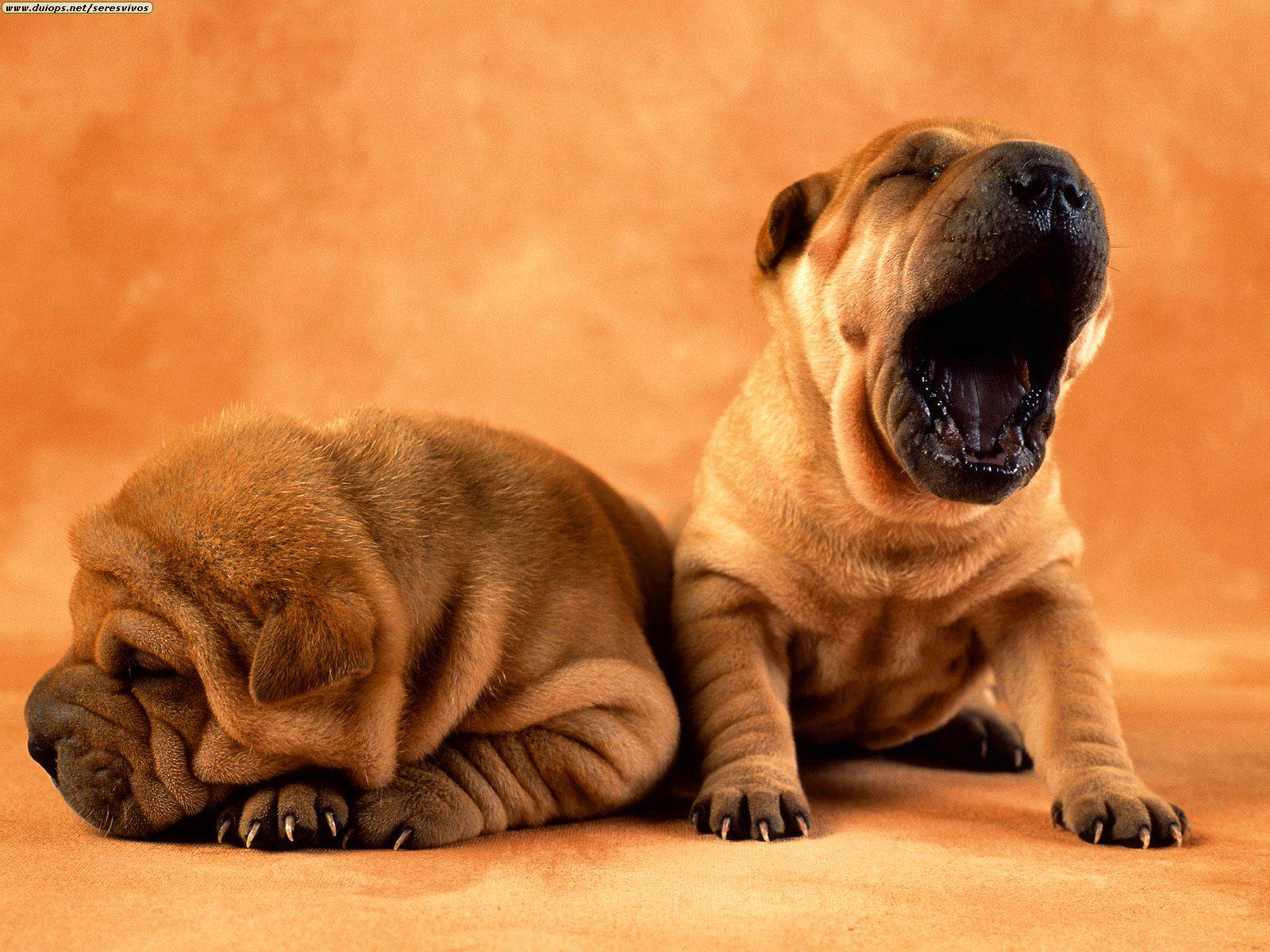 Fondo de pantalla perro bostezando