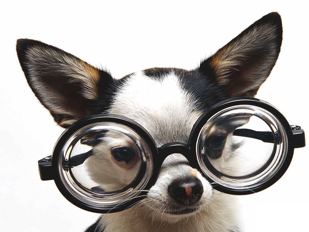 Fondo de pantalla perro con grandes lentes
