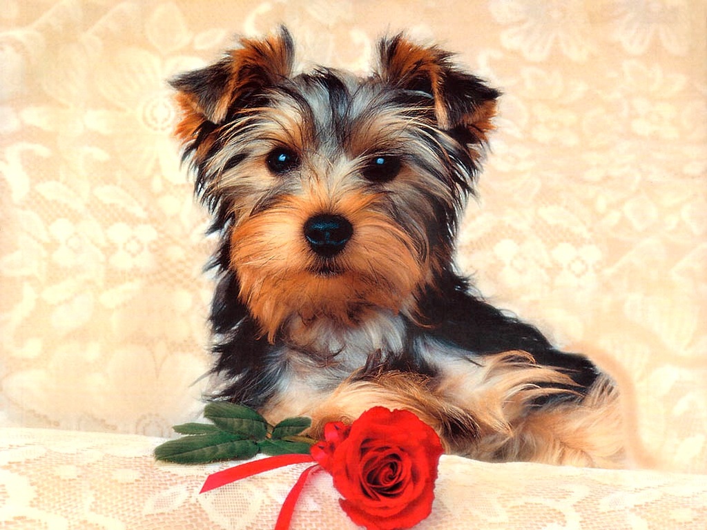 Fondo de pantalla perro con una flor