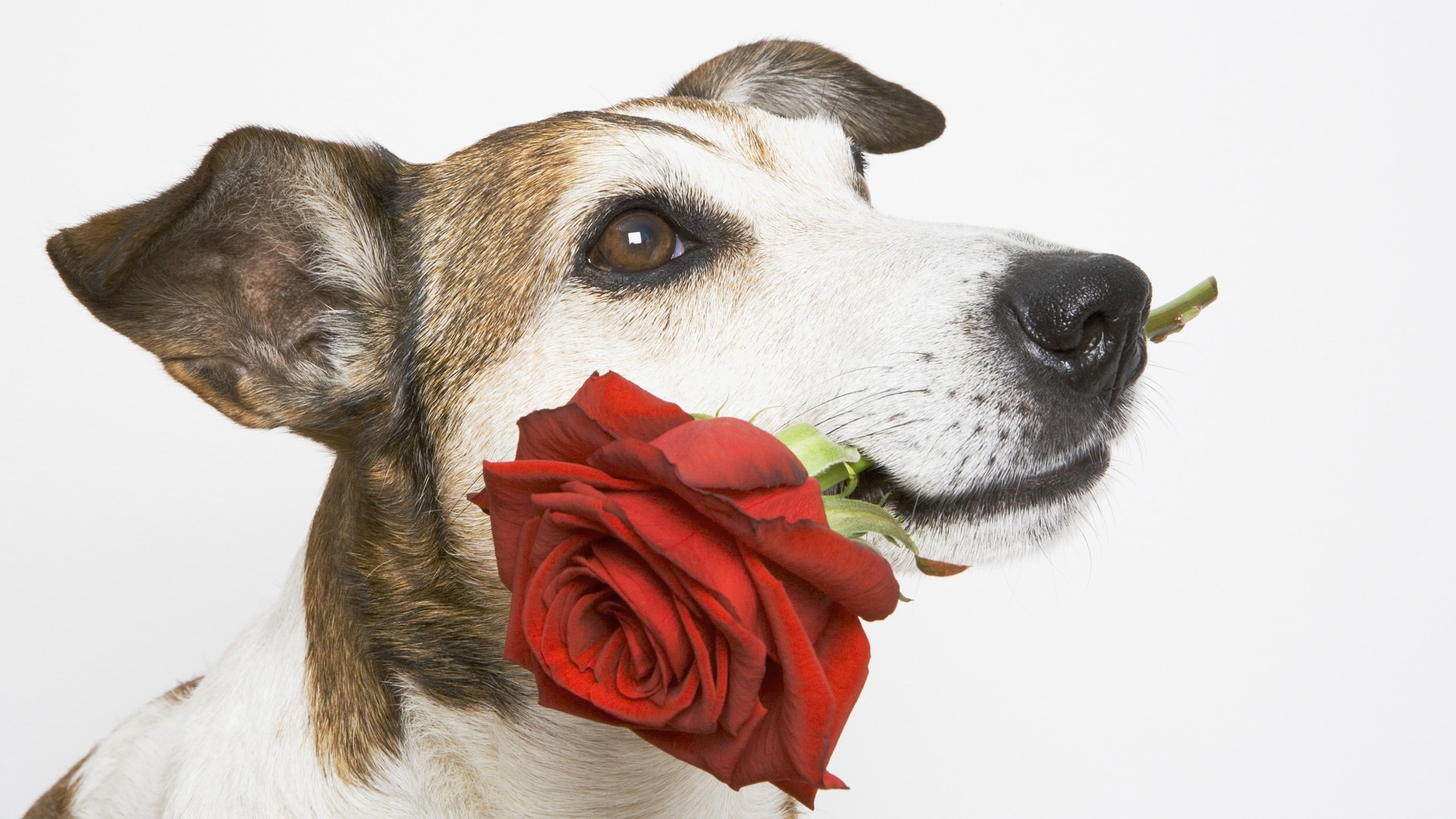 Fondo de pantalla perro con una flor roja