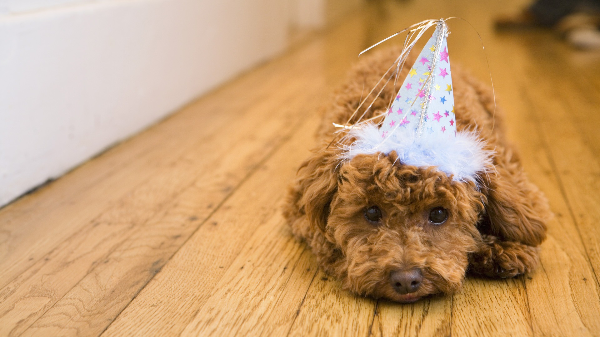 Fondo de pantalla perro cumpleañero