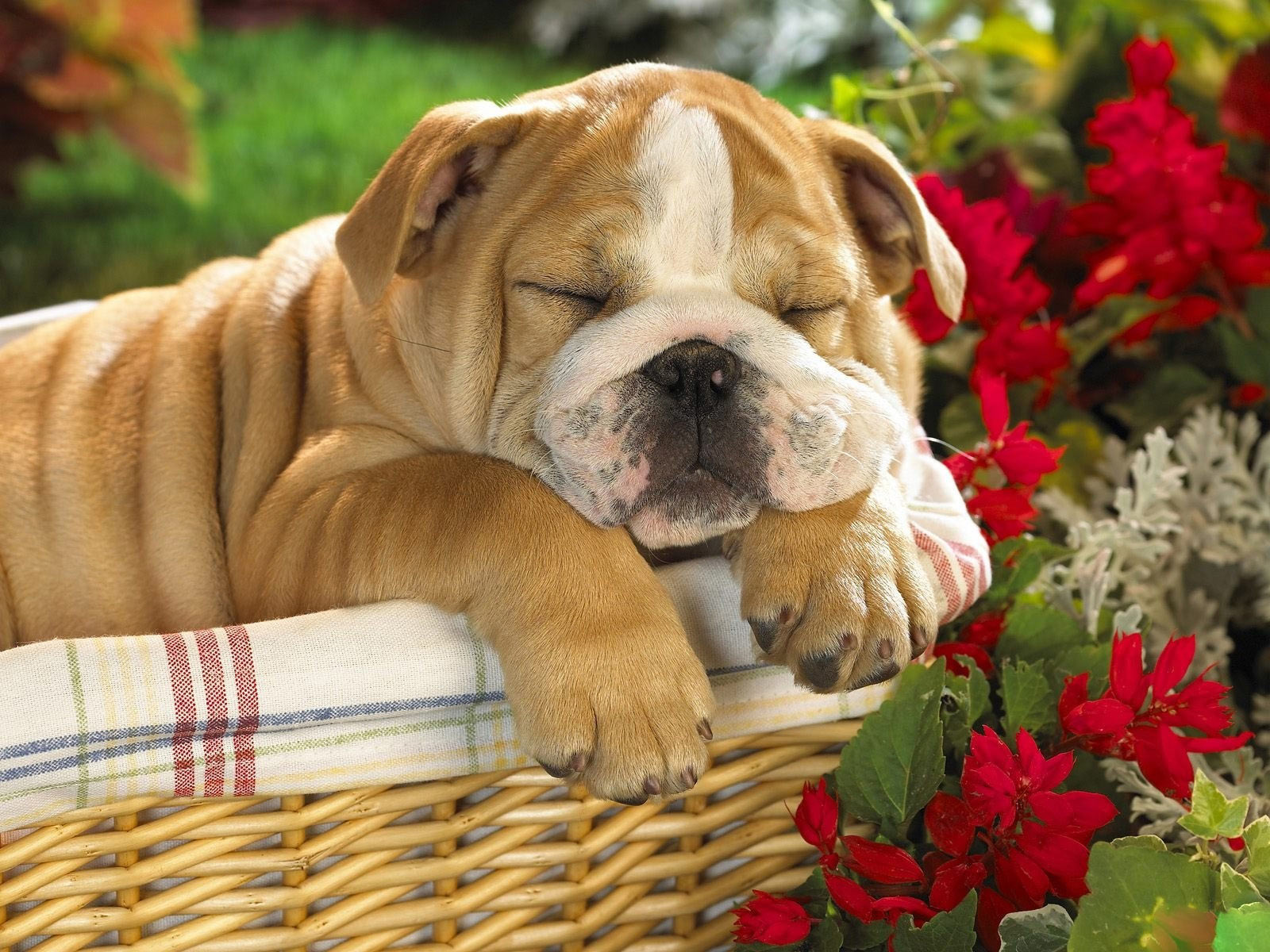 Fondo de pantalla perro durmiendo