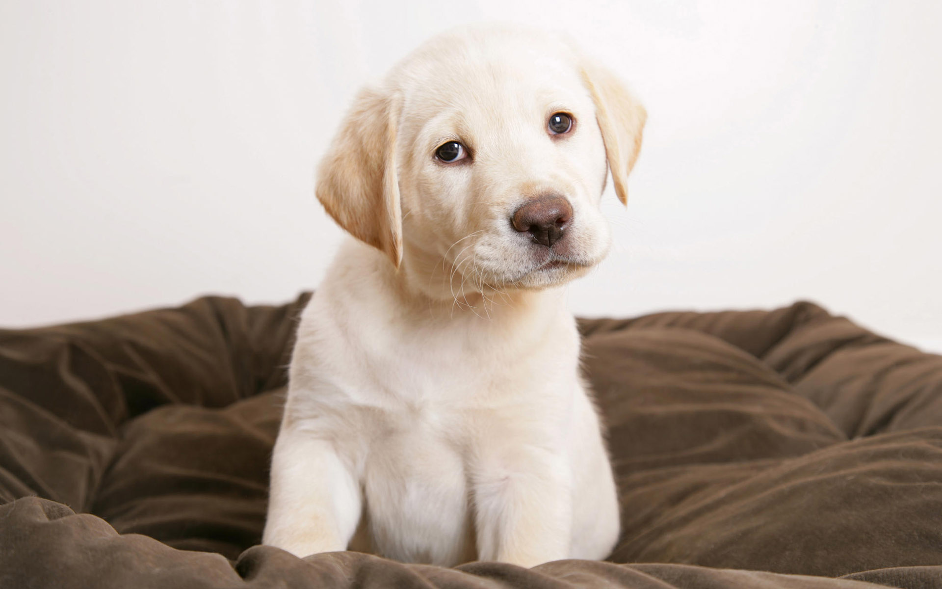 Fondo de pantalla perro en su cama
