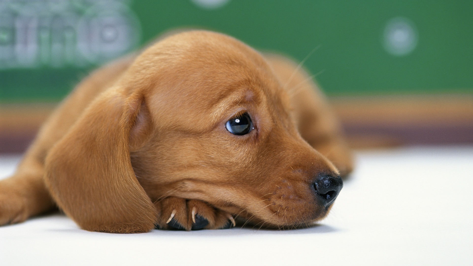 Fondo de pantalla perro esperando