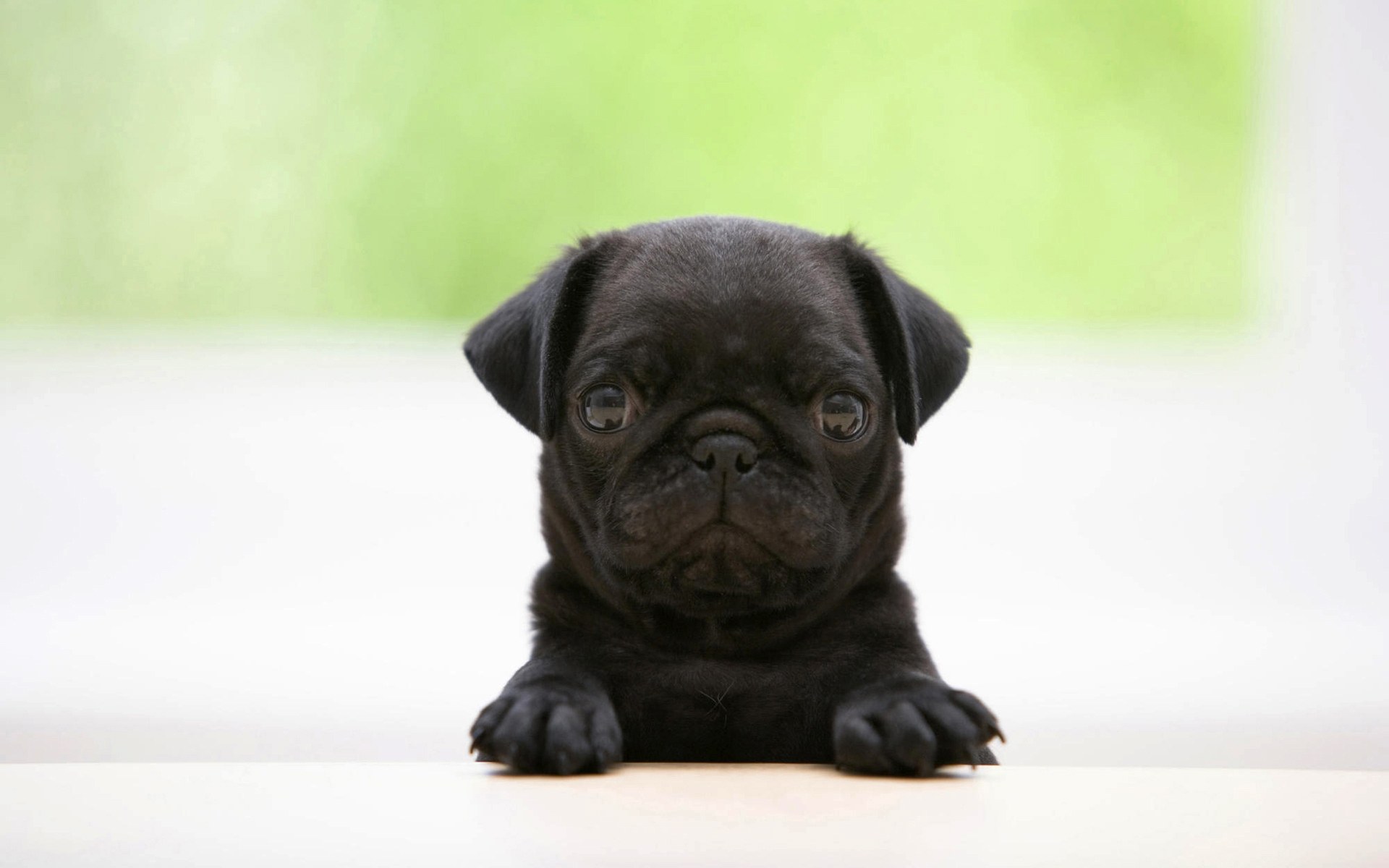 Cachorro adorable en alta calidad para fondos de pantalla