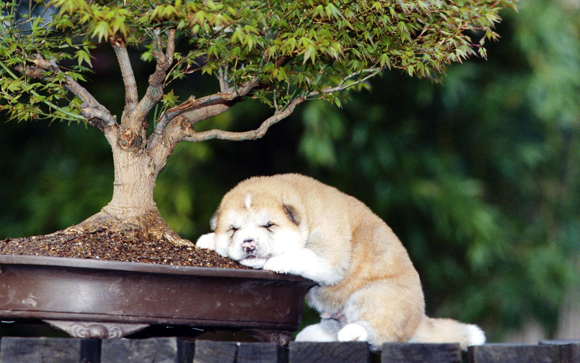 Cachorro tierno junto a bonsái: fondo de pantalla 4K