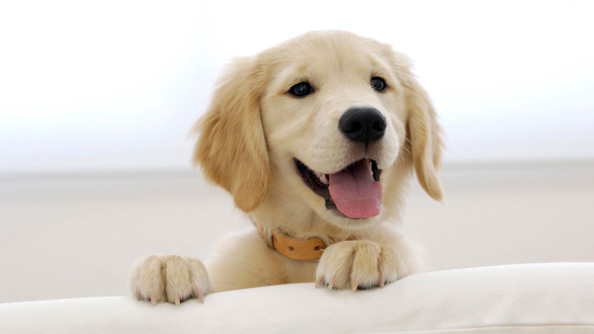 Perro feliz en casa, fondo de pantalla, adorable, mascotas, naturaleza.
