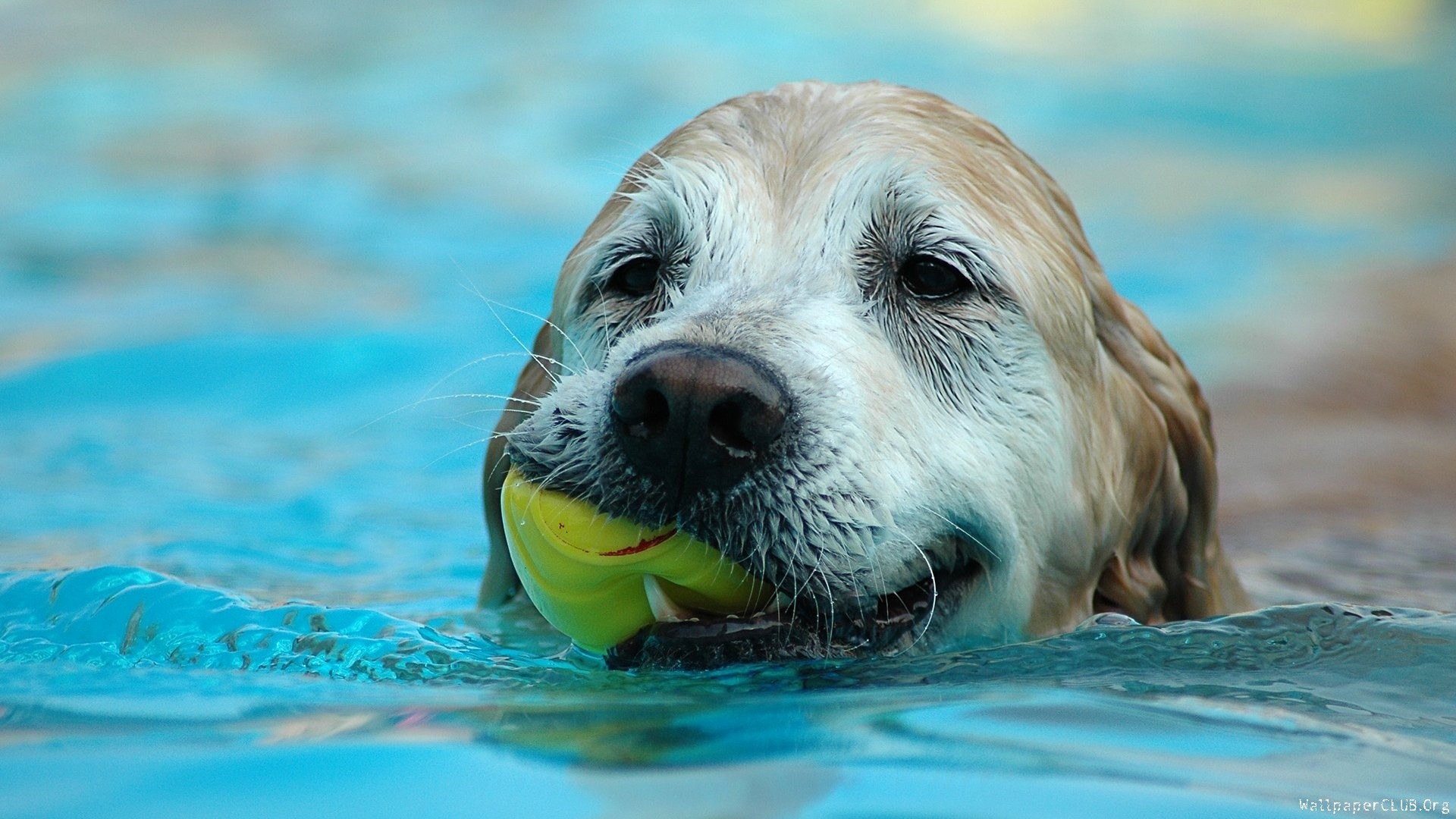 Fondo de pantalla perro nadando