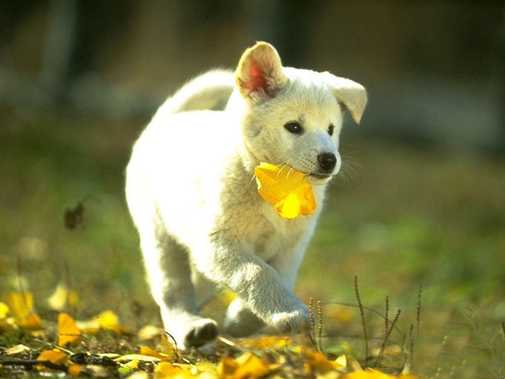 Fondo de pantalla perro obediente