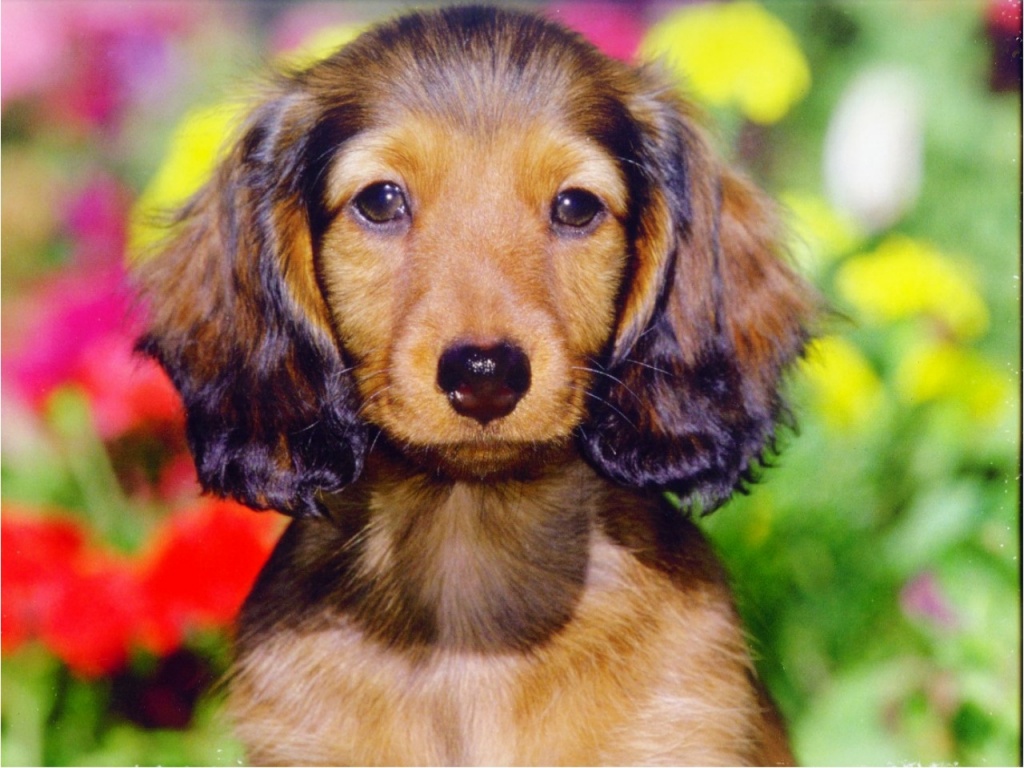Fondo de pantalla perro orejon