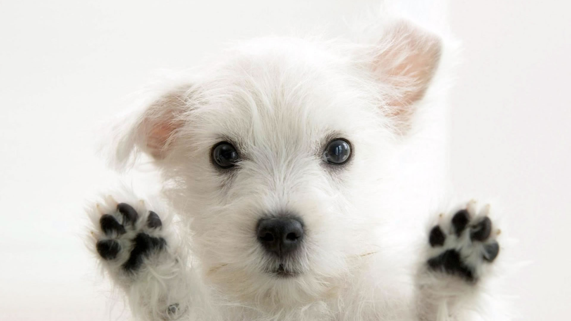 Fondo de pantalla perro parado
