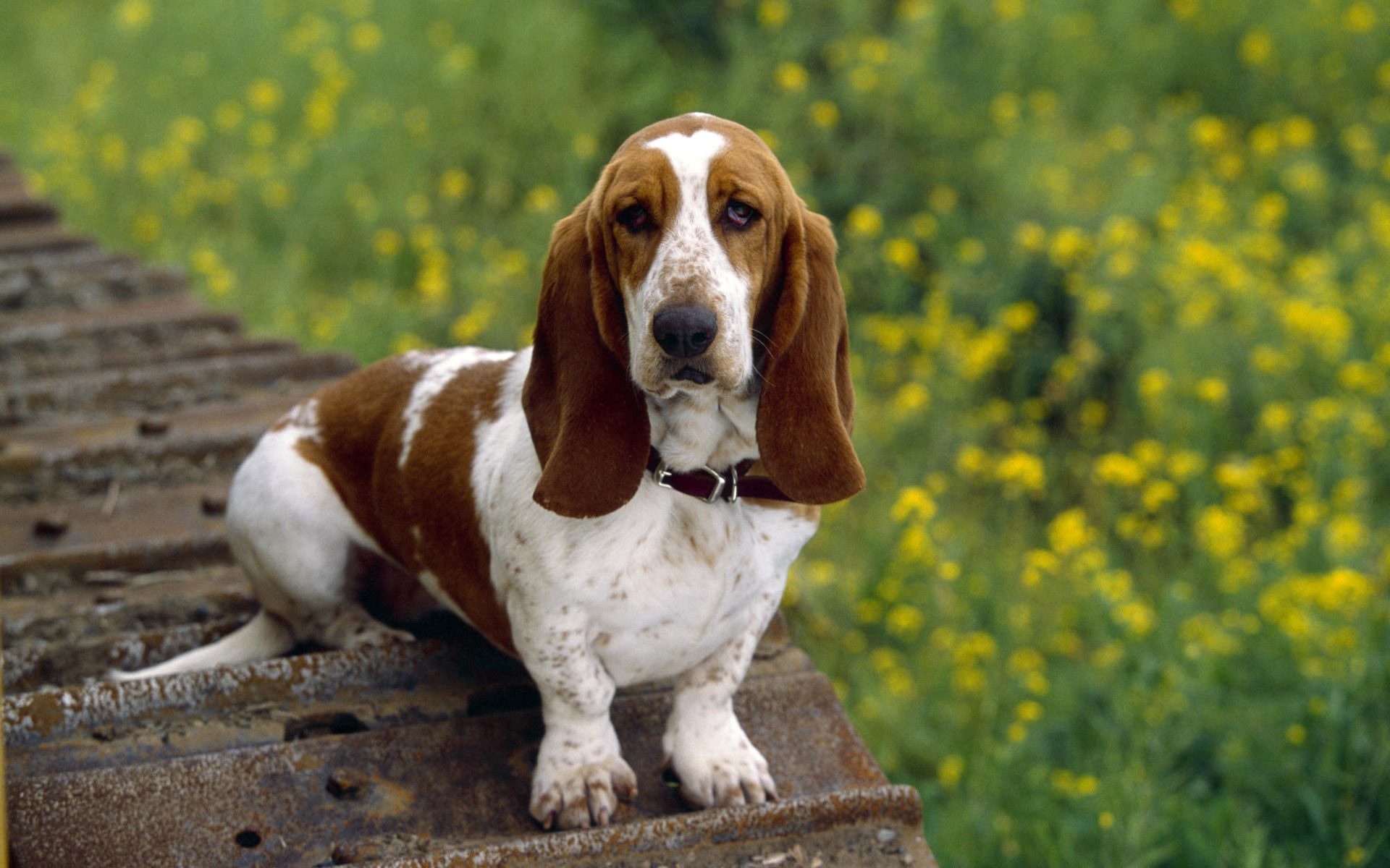 Fondo de pantalla perro sabueso