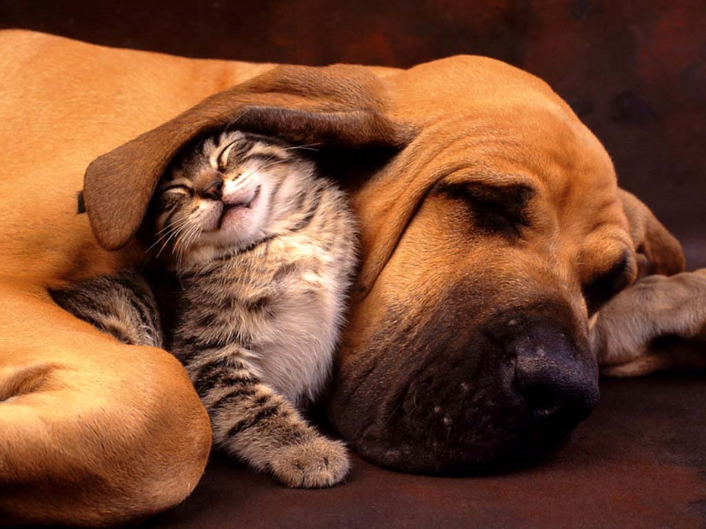 Fondo de pantalla perro sabueso jugando con gatito